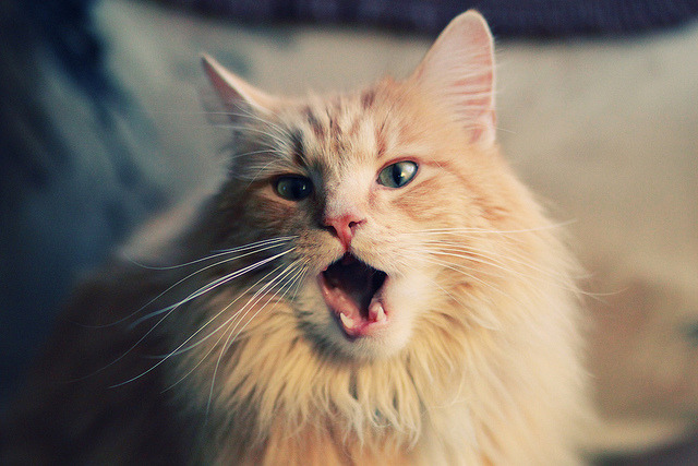 时空错位夜,曼城无风碾压贝蒂斯,佩德里却在NBA总决赛接管比赛