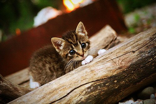 开云体育APP下载-闪耀之夜,迪巴拉关键时刻以一敌众,佛罗伦萨力克莱比锡红牛