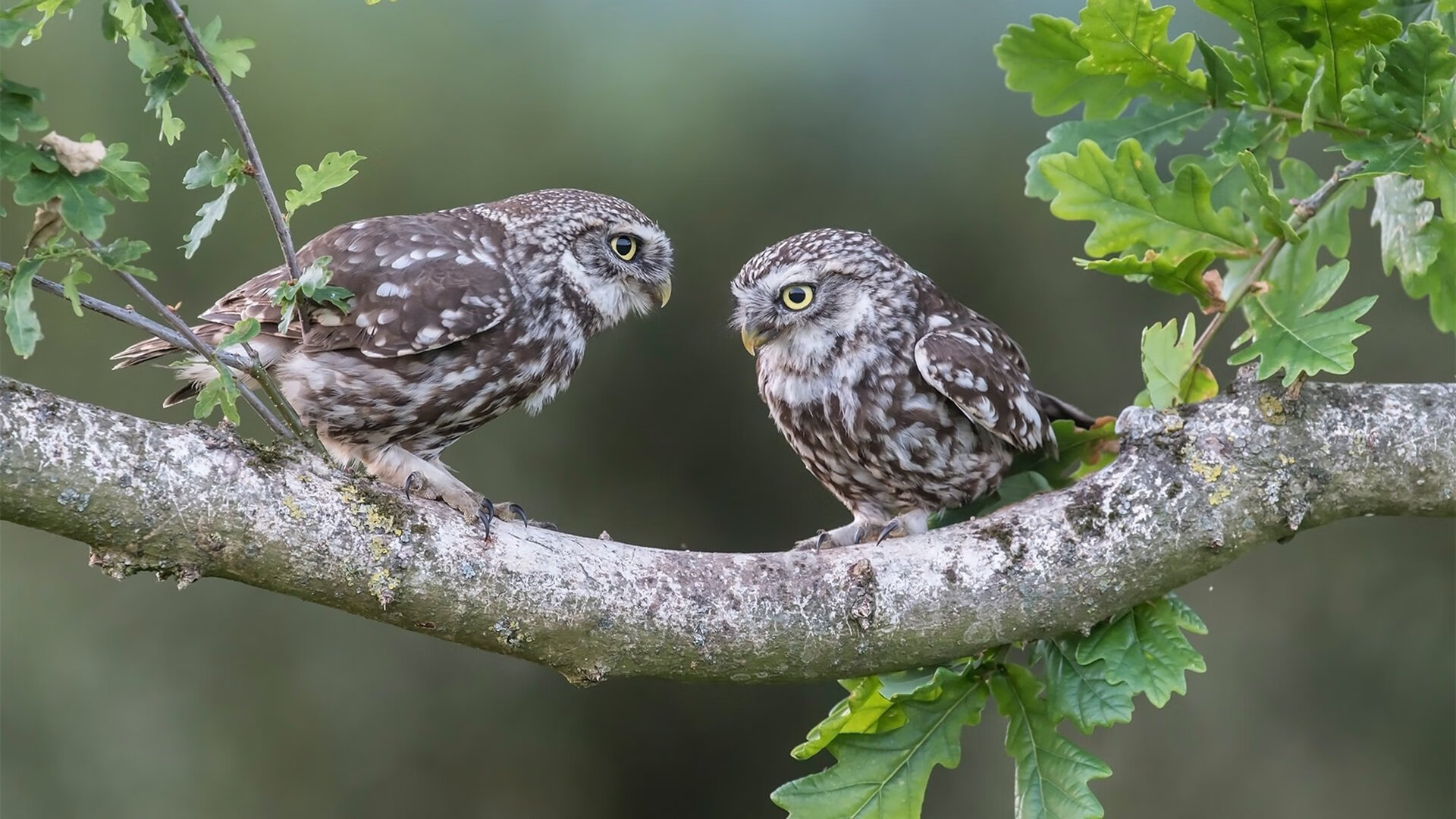 两极对决,孟菲斯熊心起,洛杉矶皇接管