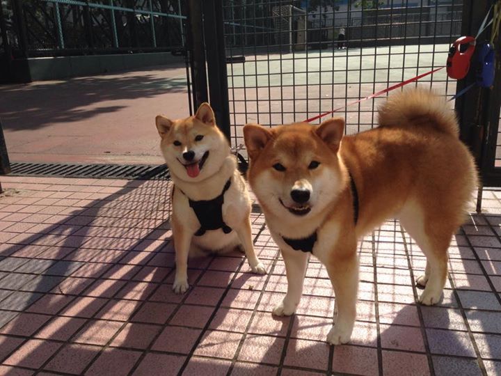 开云平台-跨界奇迹，当足球灵魂闯入篮球殿堂