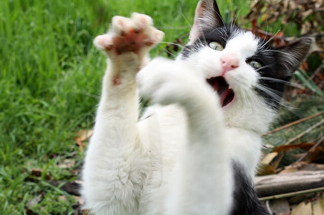 米切尔闪耀全能之夜，公牛主场狂轰滥炸粉碎国王