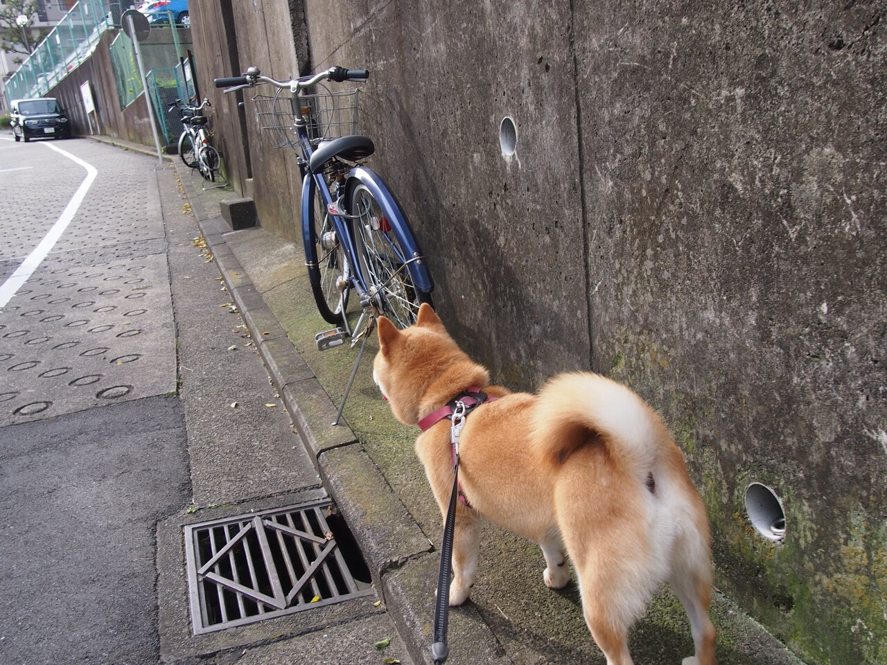 开云体育-梅西连续爆发！阿根廷关键战突围拉齐奥，优势差距日益扩大