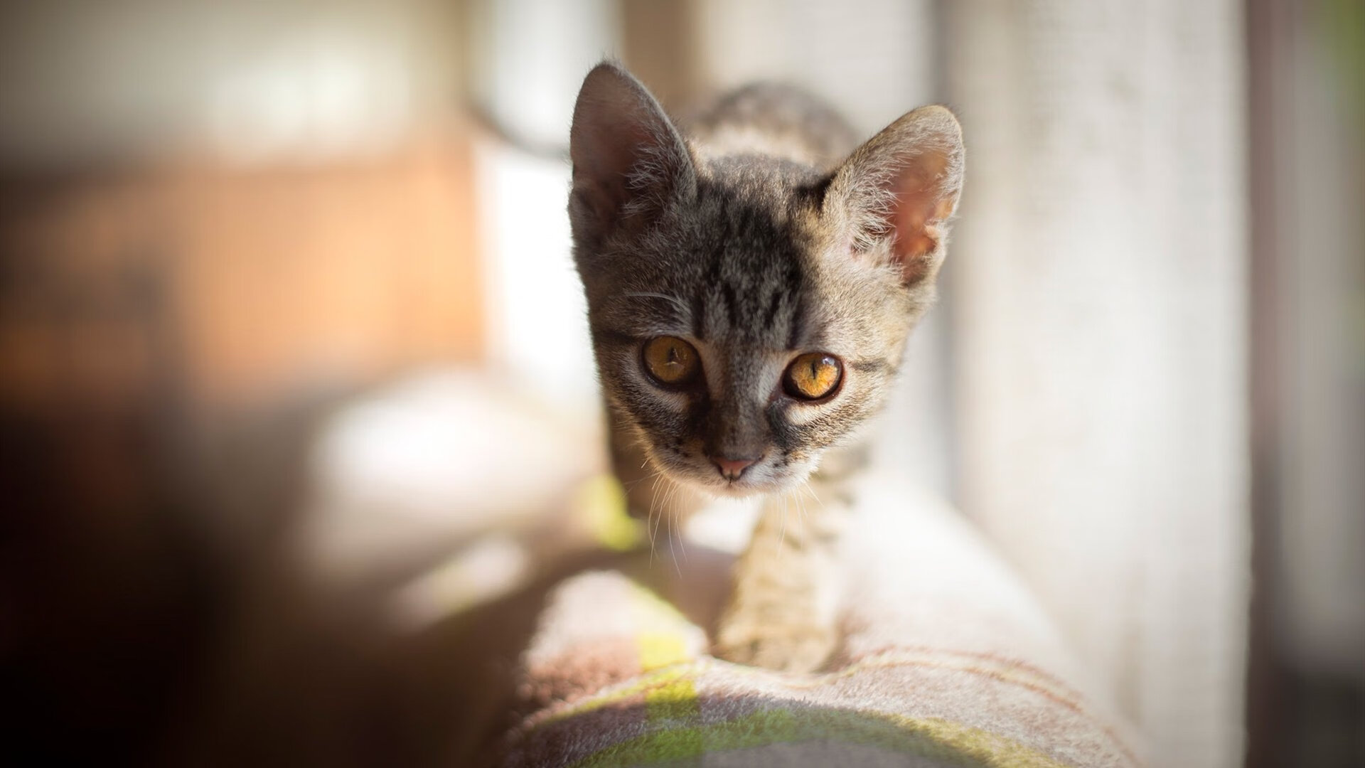 开云体育登录-神迹与奇迹，当哈登无双之日，吉林队写就生存之诗