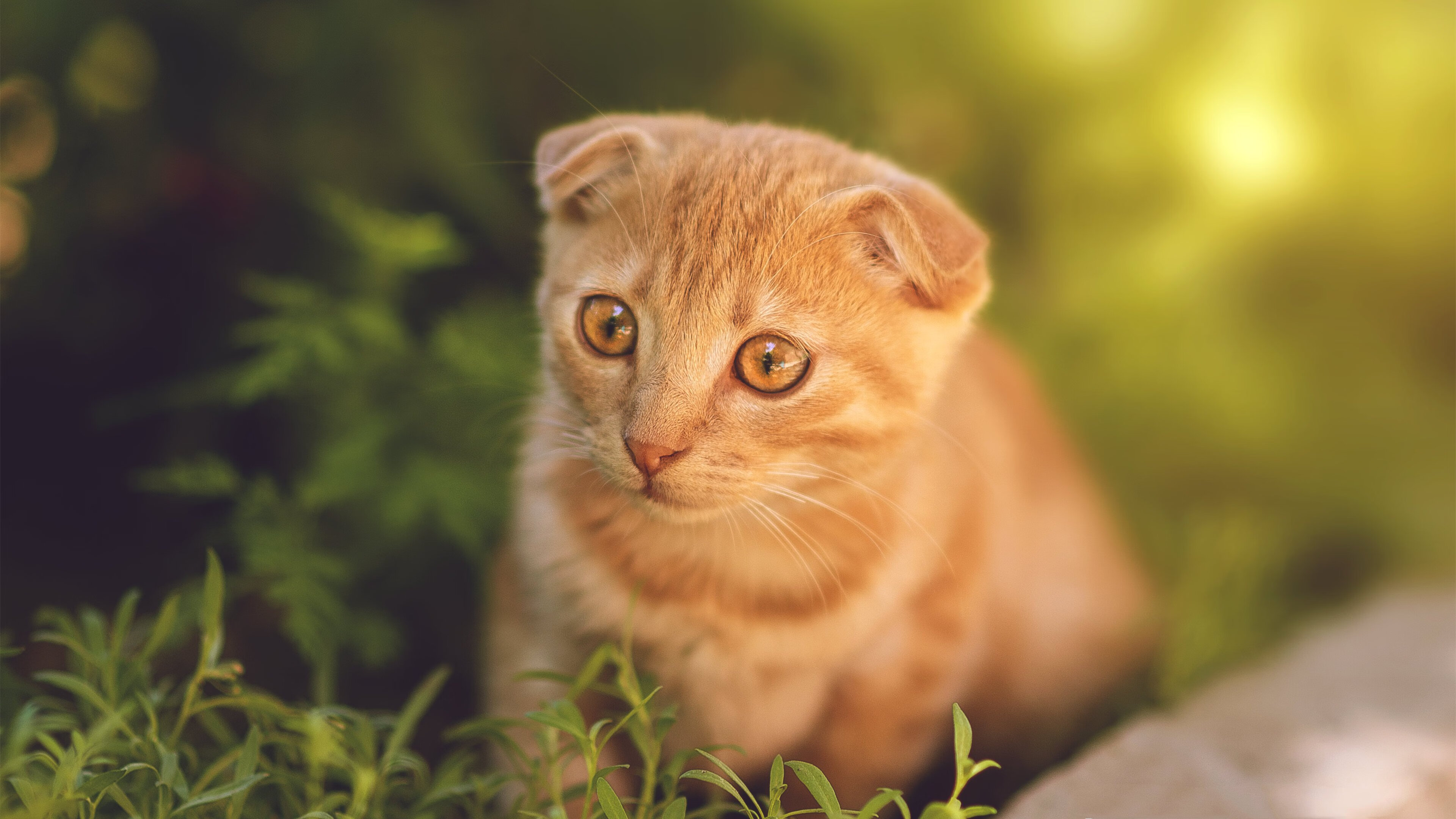 开云下载-绝杀与接管,当瑞士的足球心跳遇见NBA的王者时刻—竞技体育中不可复制的唯一性