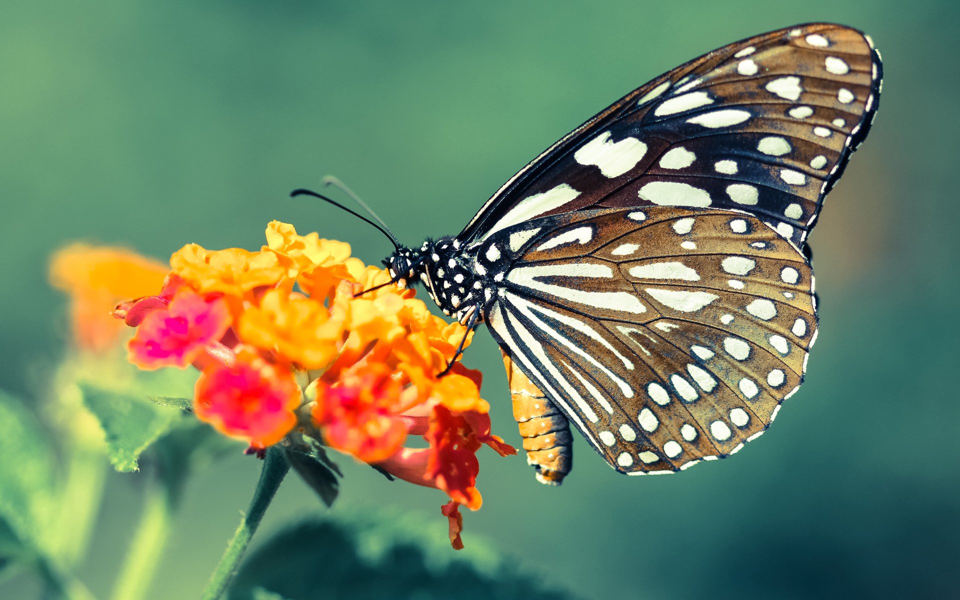 开云体育平台APP-铁血征服与闪电利刃,阿什拉夫独舞,马竞碾碎智利防线
