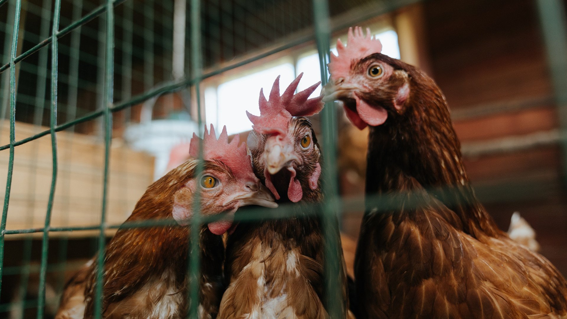 末节狂飙!威尔士补时逆转曼城 铁卫德里赫特神迹点燃赛场