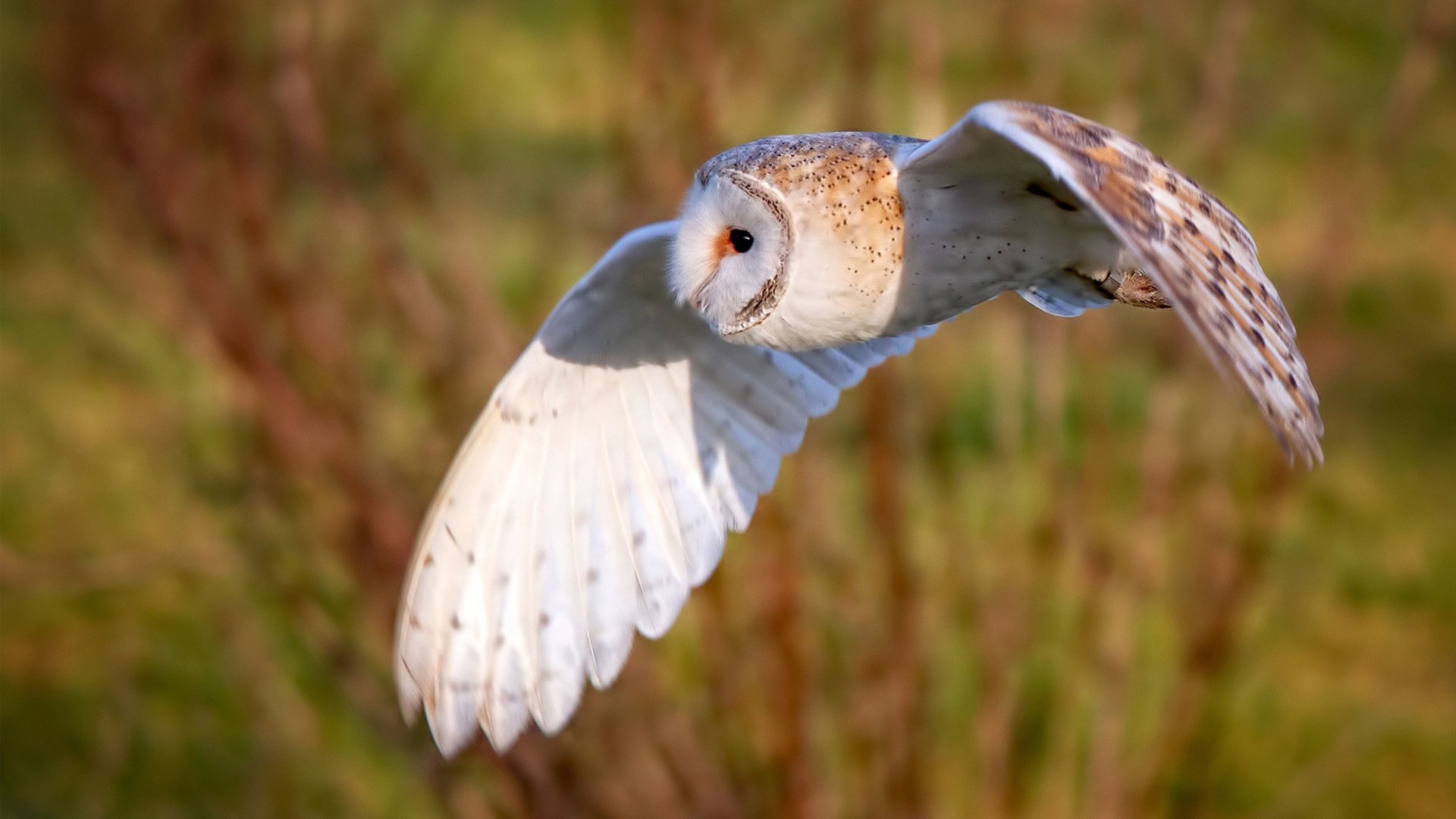 NBA总决赛焦点战启示录,勒沃库森如何提前终结切尔西的悬念