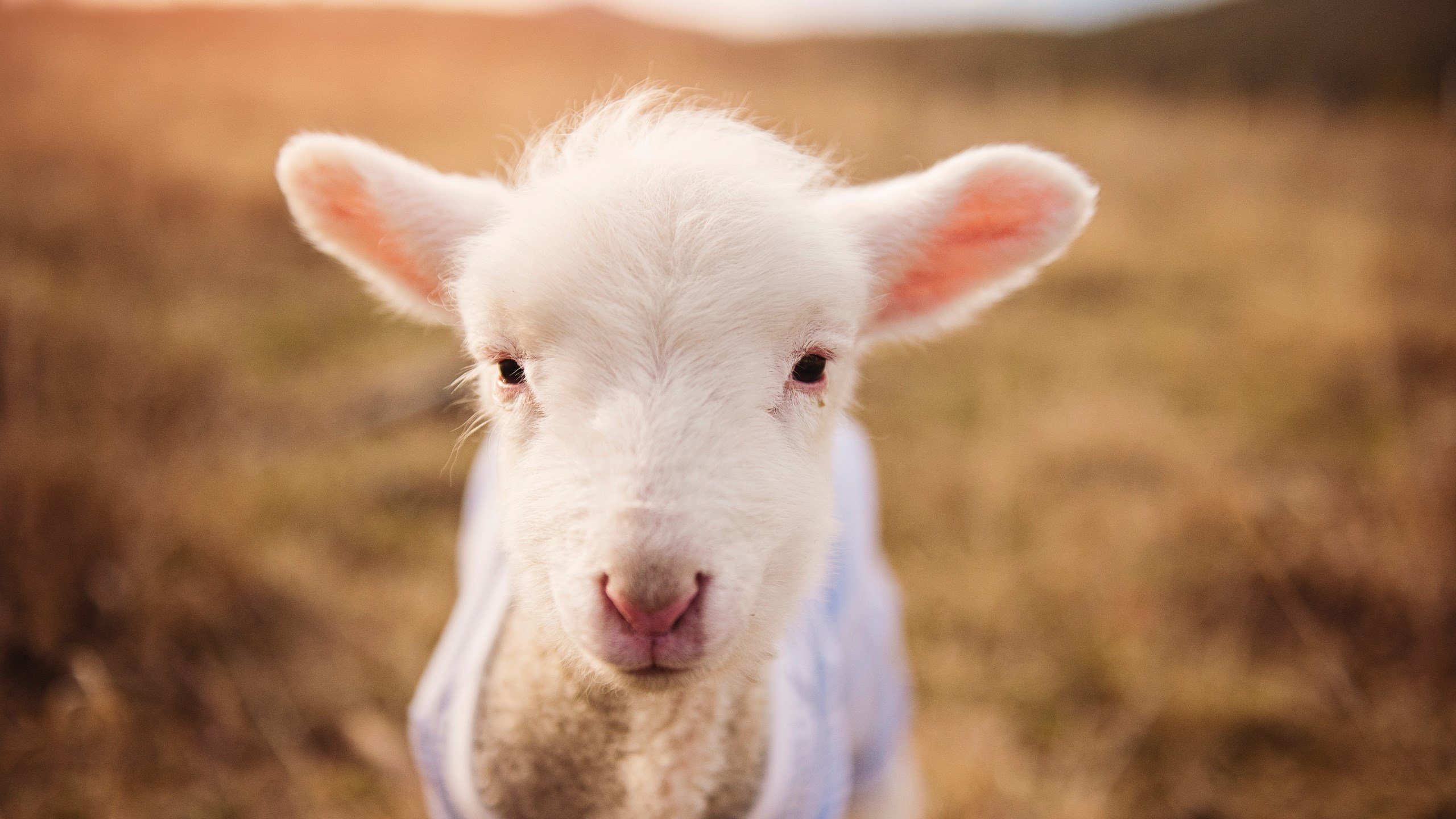 开云APP-唯一莱万，定义何为伟大，欧冠淘汰赛之夜的压制级发挥