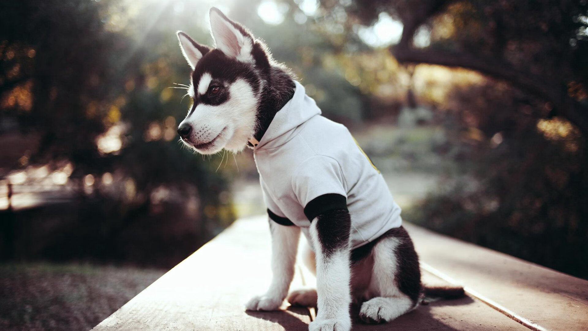 开云下载-跨界对决引爆篮球宇宙，马克西50分神迹，奇才加时赛击碎广东王朝神话