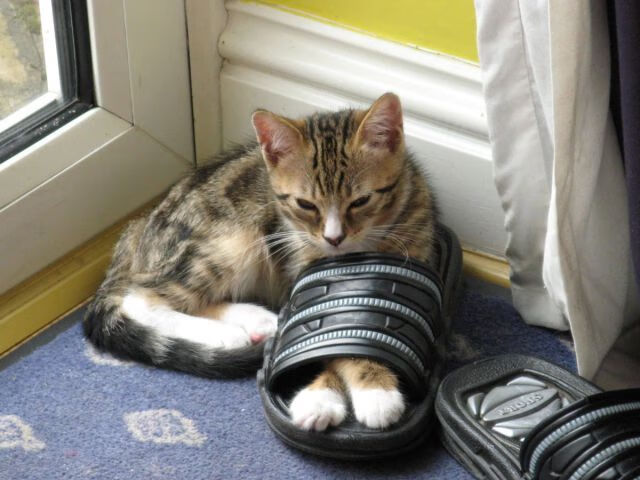 铁卫爆发与团队稳守，从巴斯托尼的崛起看摩纳哥的土耳其攻坚战