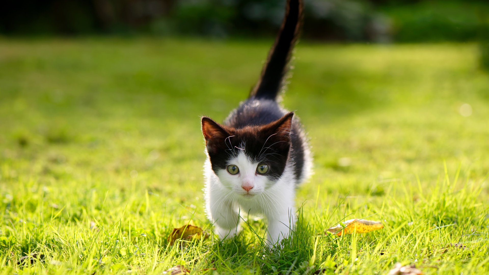 当风城闪电遇上德州孤狼，达拉斯的风车能否挡住萨克拉门托的风暴？