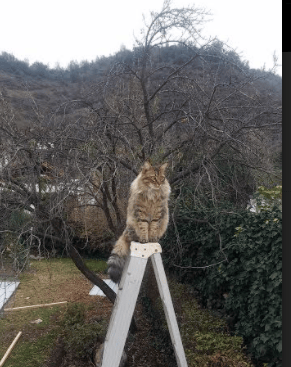 幽灵刺客与钟表铁壁，世界杯舞台的两种胜利哲学